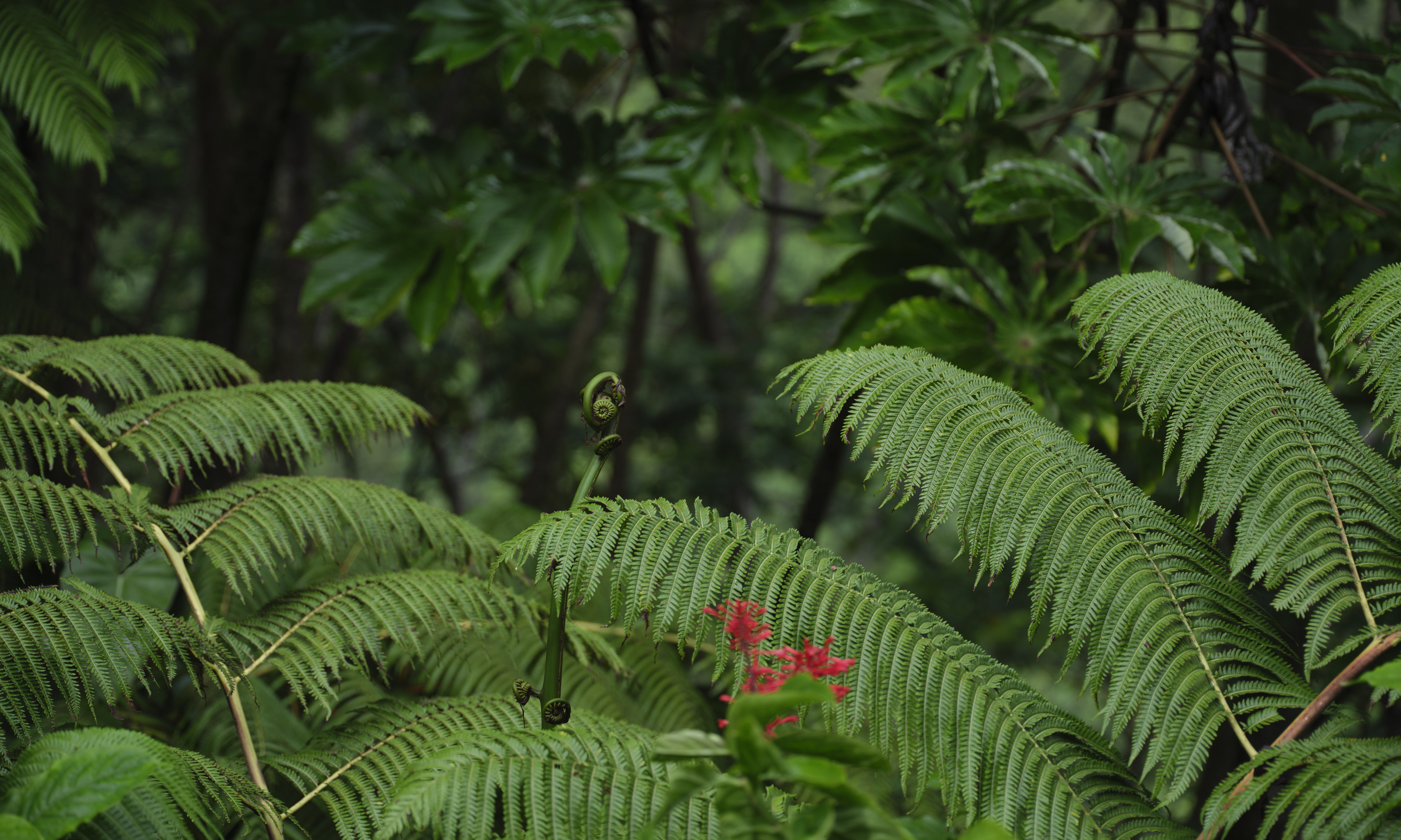 Akaka Falls, Hawaii