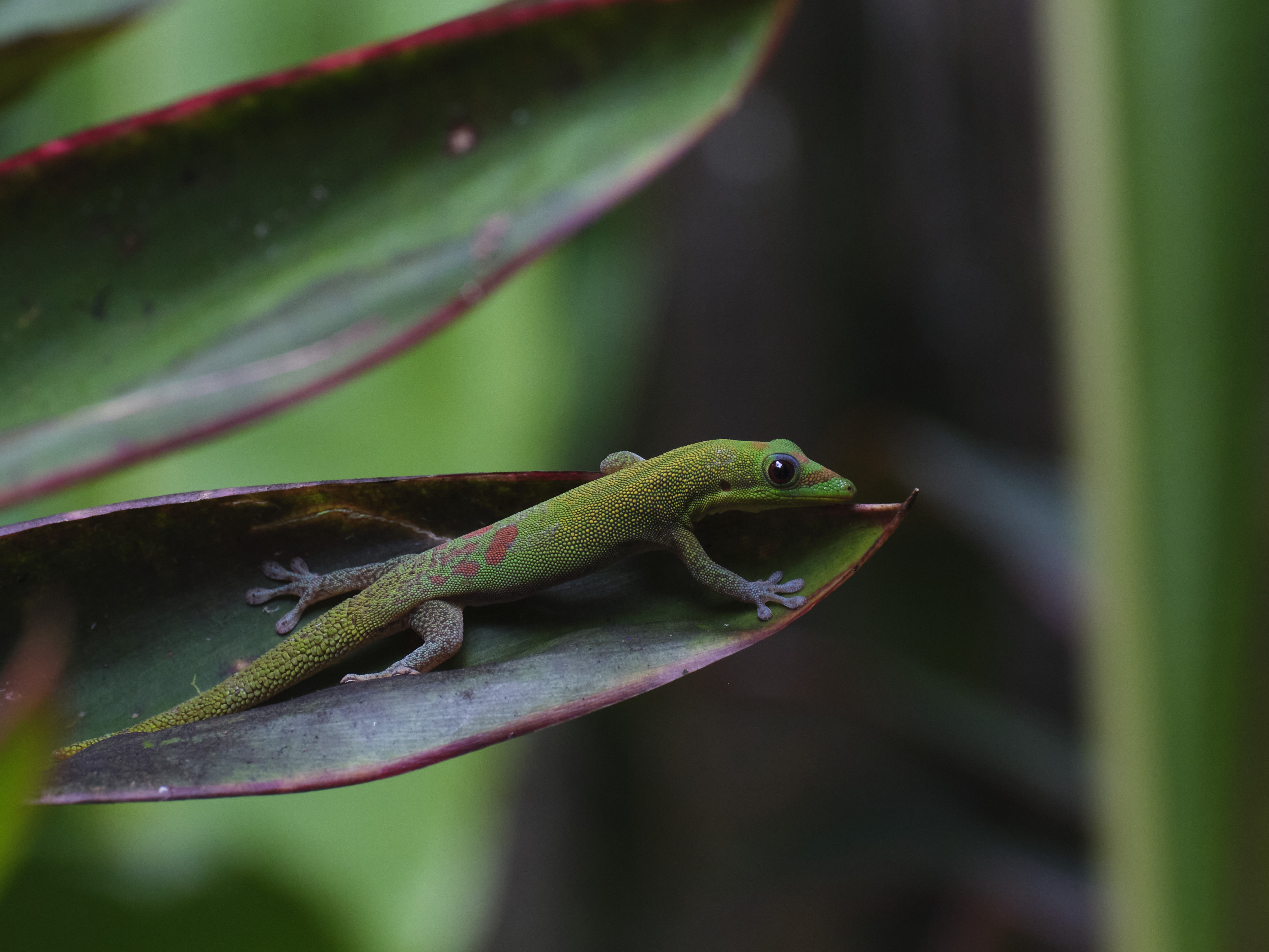 Gold dust day gecko, Hawaii